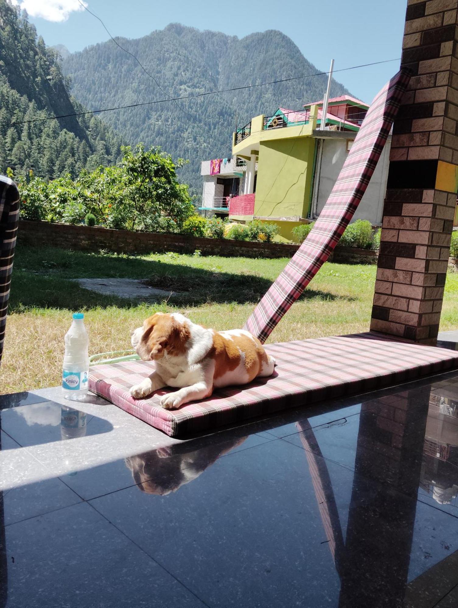 Dog N Hill Ξενοδοχείο Kasol Εξωτερικό φωτογραφία