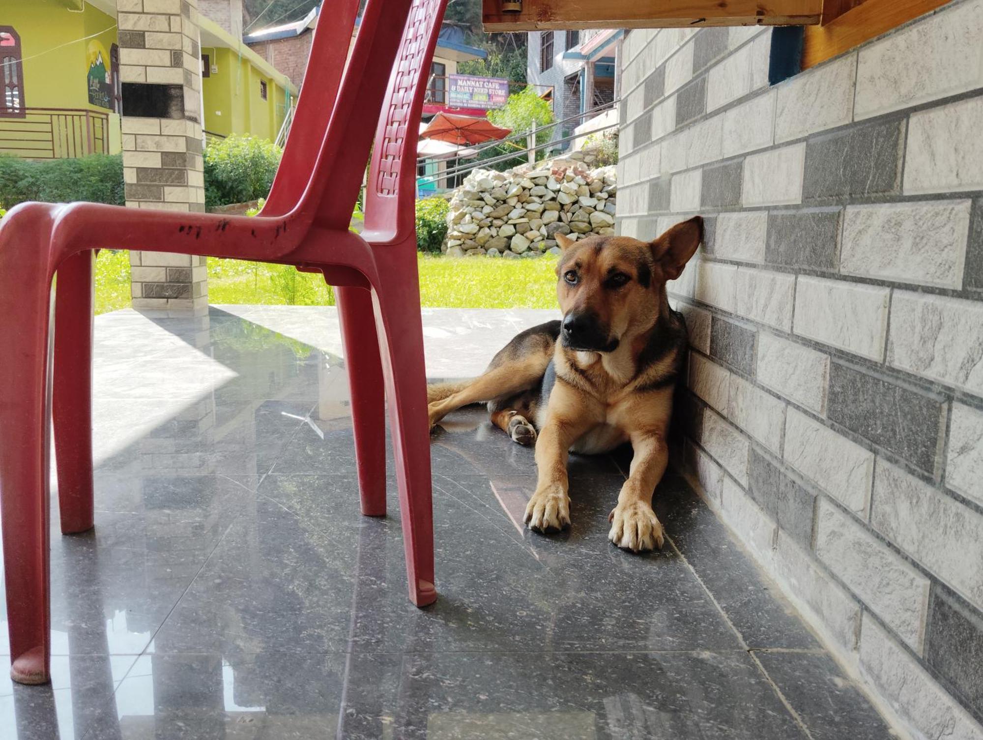Dog N Hill Ξενοδοχείο Kasol Εξωτερικό φωτογραφία