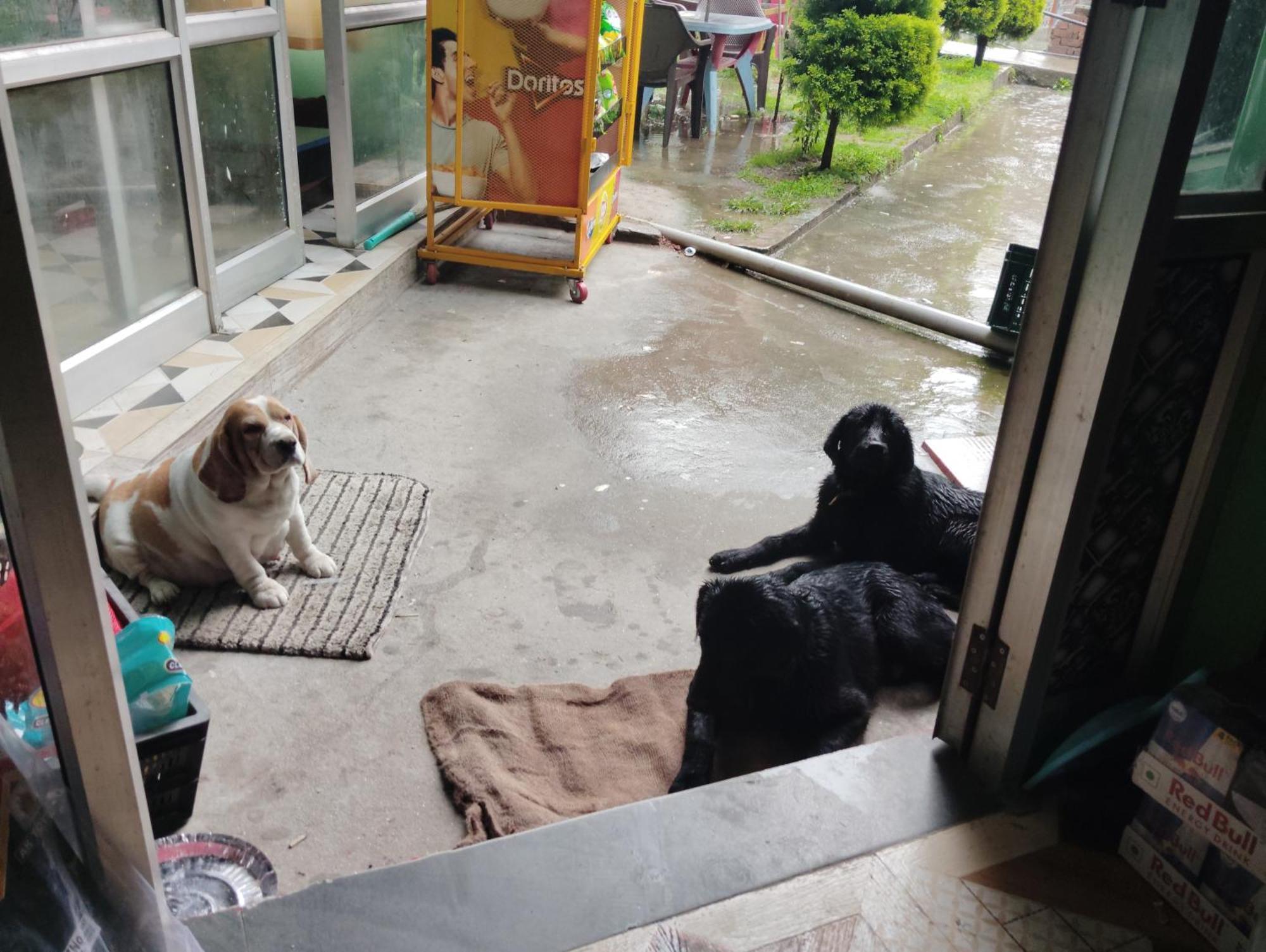 Dog N Hill Ξενοδοχείο Kasol Εξωτερικό φωτογραφία